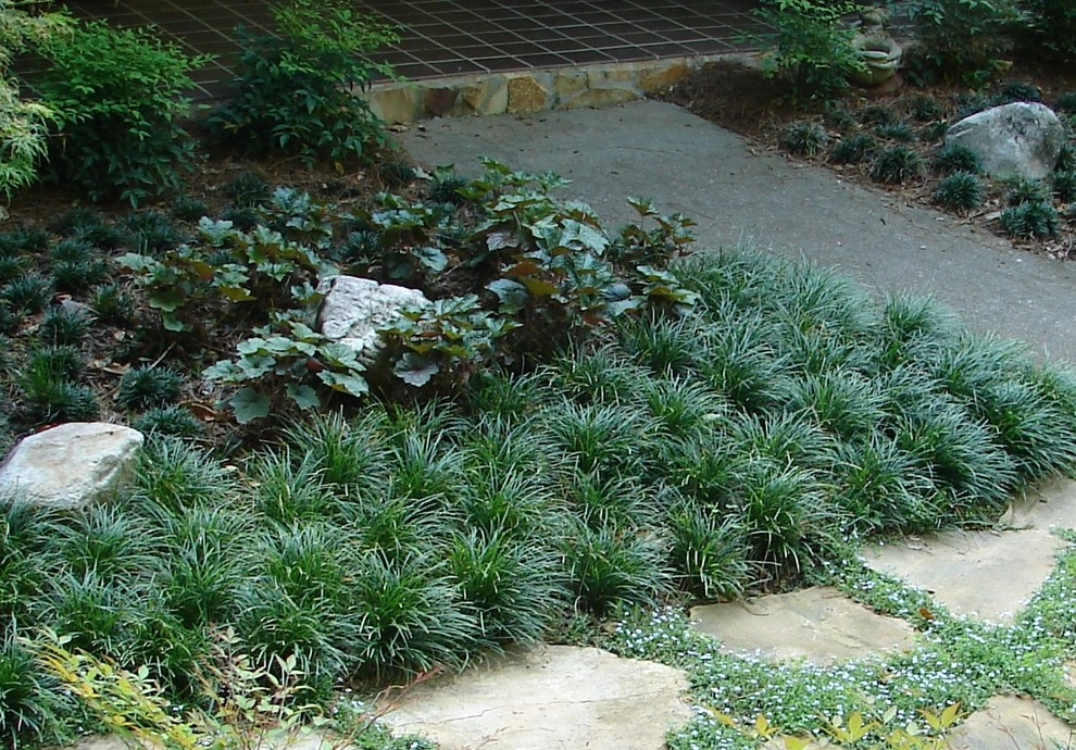 The Joy of Plants! by Allin Landscaping - Photo 9