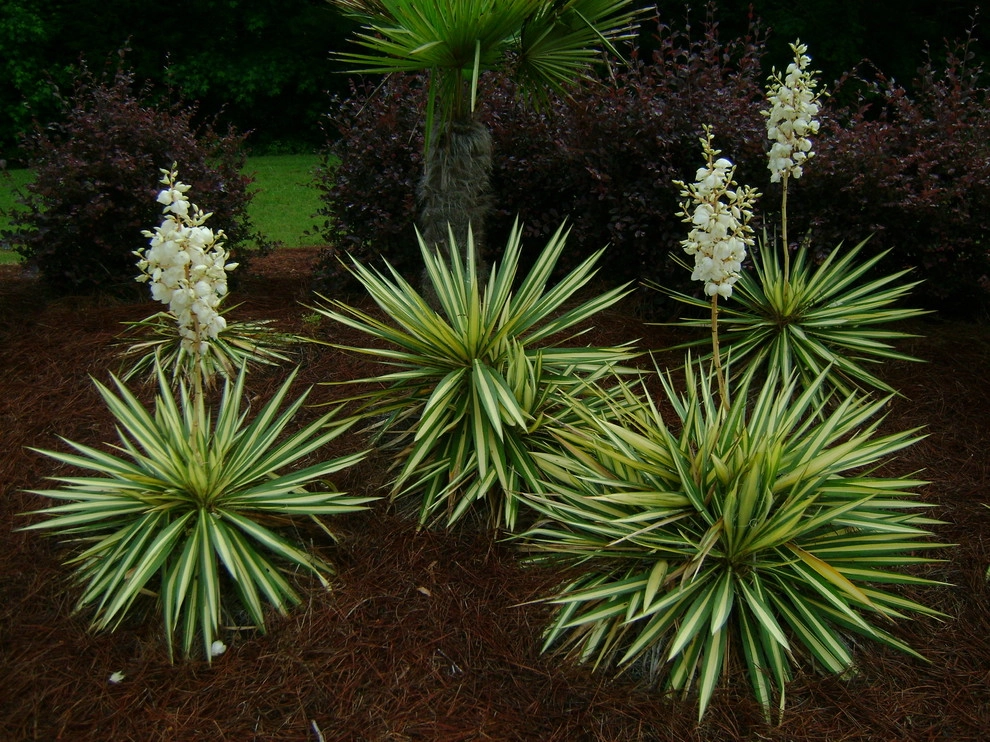 The Joy of Plants! by Allin Landscaping - Photo 3