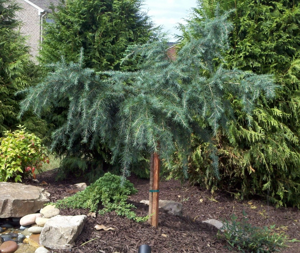 The Joy of Plants! by Allin Landscaping - Photo 12
