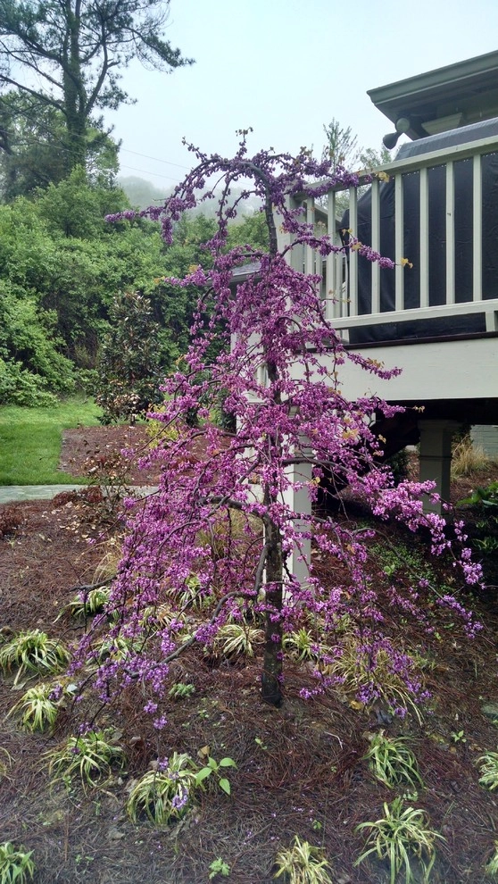 The Joy of Plants! by Allin Landscaping - Photo 6