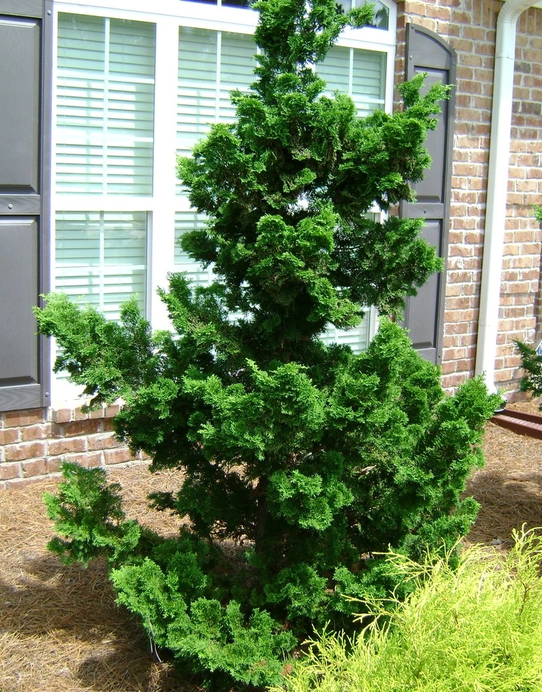 The Joy of Plants! by Allin Landscaping - Photo 23