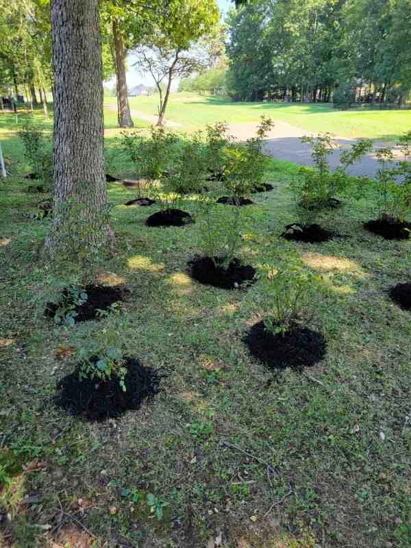 Alberto Alavez Professional Lawn Services LLC 3 by Alberto Alavez Professional Lawn Services LLC - Photo 63