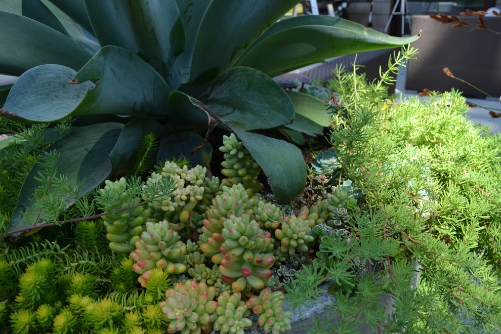 Montecito Zen by Jeffrey Gordon Smith Landscape Architecture - Photo 3