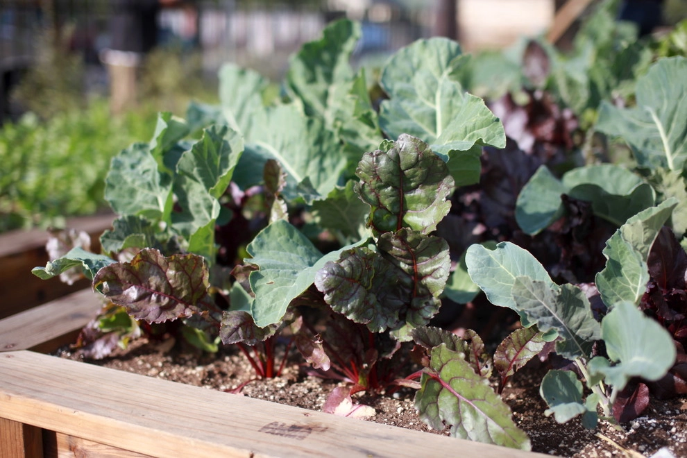 Leighton Ave Urban Farm by Alma Backyard Farms - Photo 15