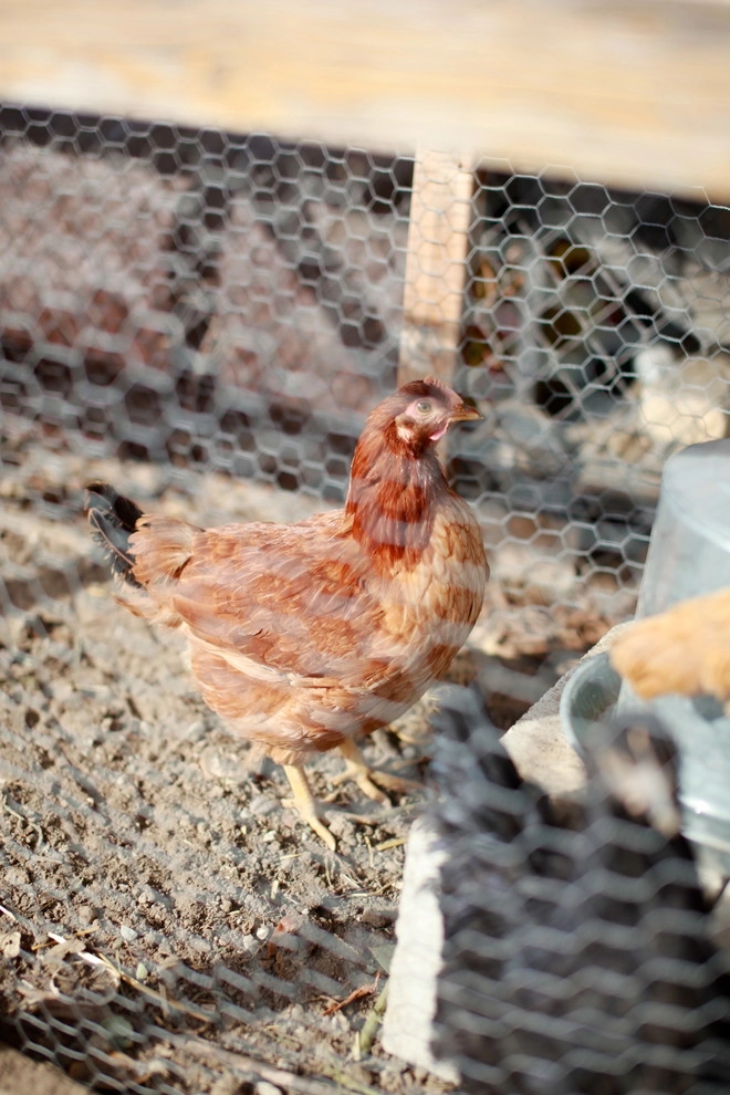 Leighton Ave Urban Farm by Alma Backyard Farms - Photo 25