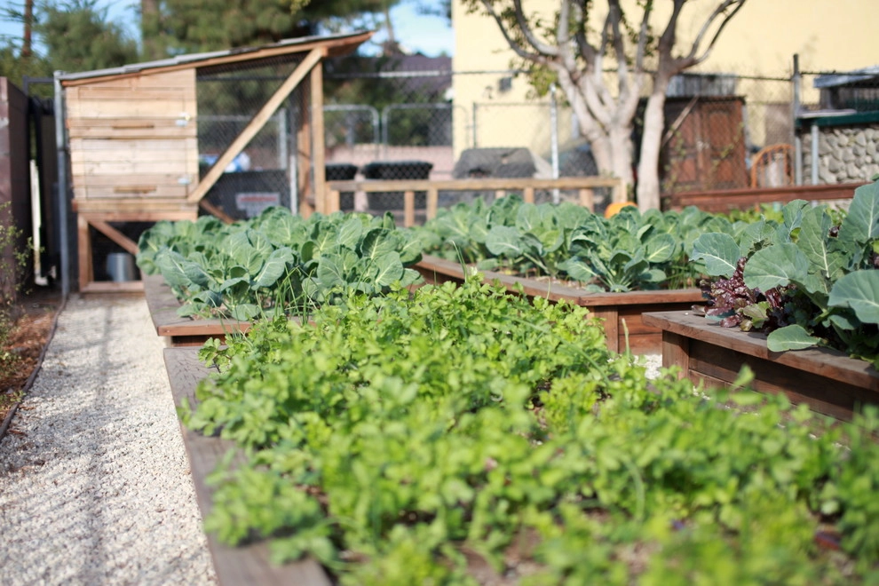 Leighton Ave Urban Farm by Alma Backyard Farms - Photo 6