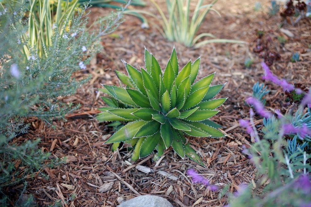 Leighton Ave Urban Farm by Alma Backyard Farms - Photo 44