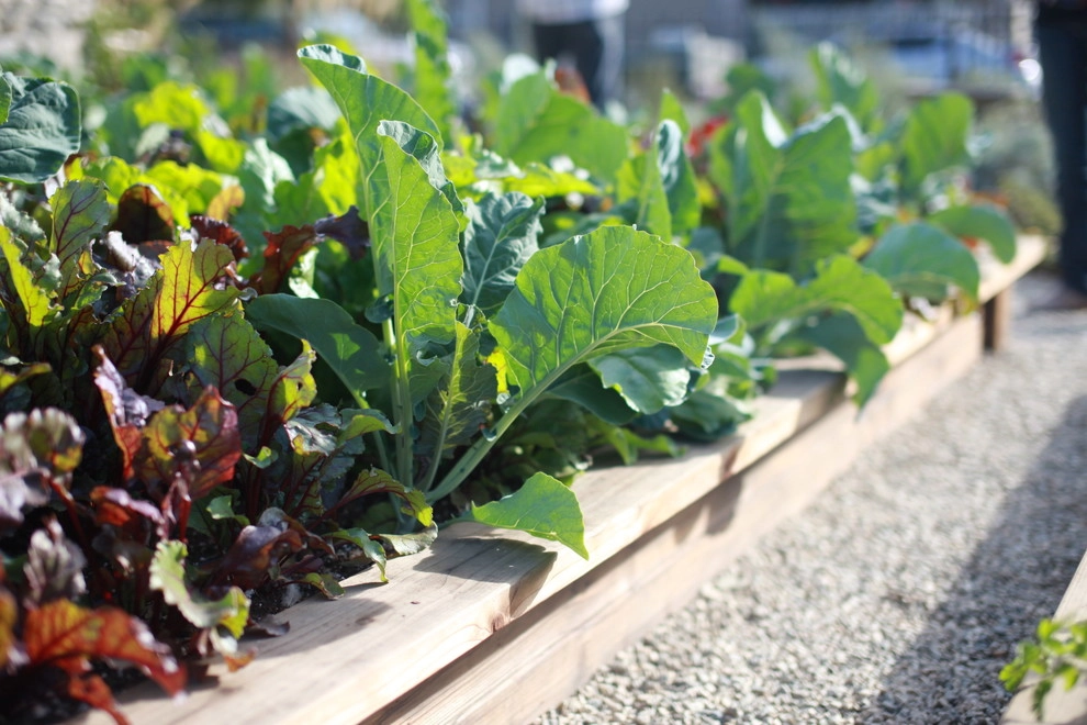 Leighton Ave Urban Farm by Alma Backyard Farms - Photo 42