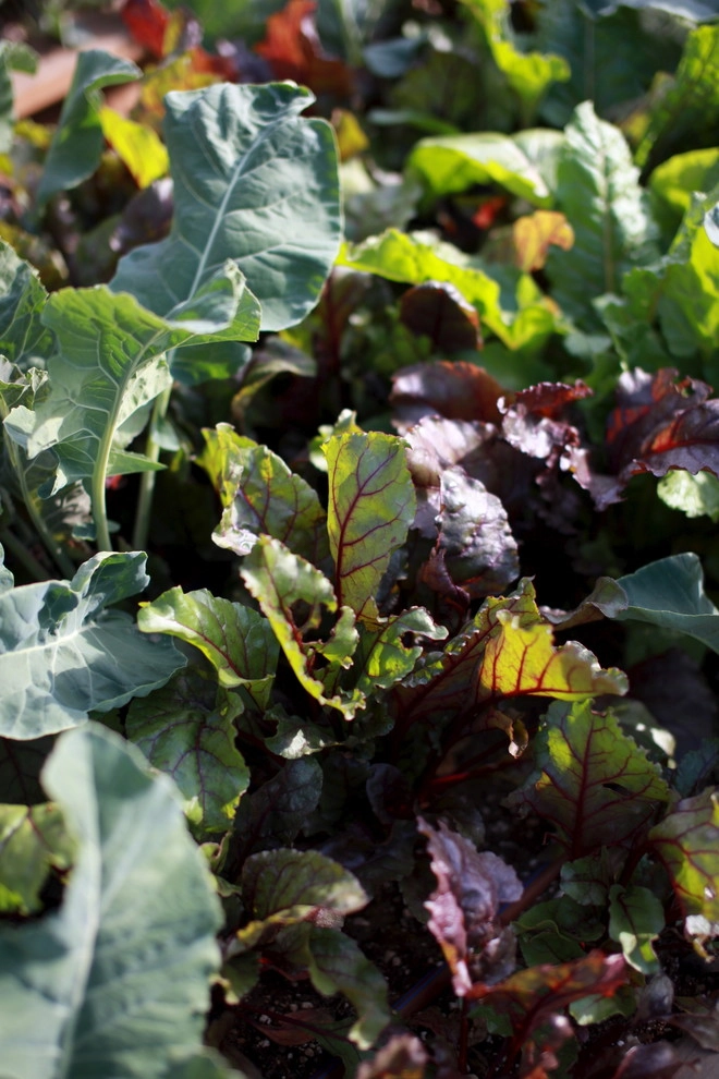 Leighton Ave Urban Farm by Alma Backyard Farms - Photo 35