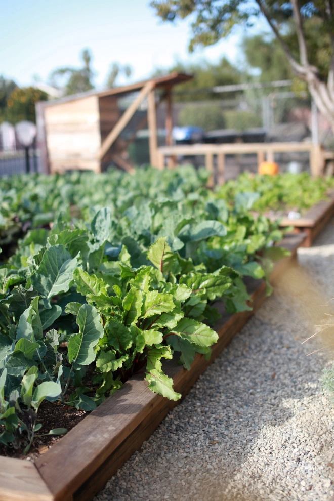 Leighton Ave Urban Farm by Alma Backyard Farms - Photo 12
