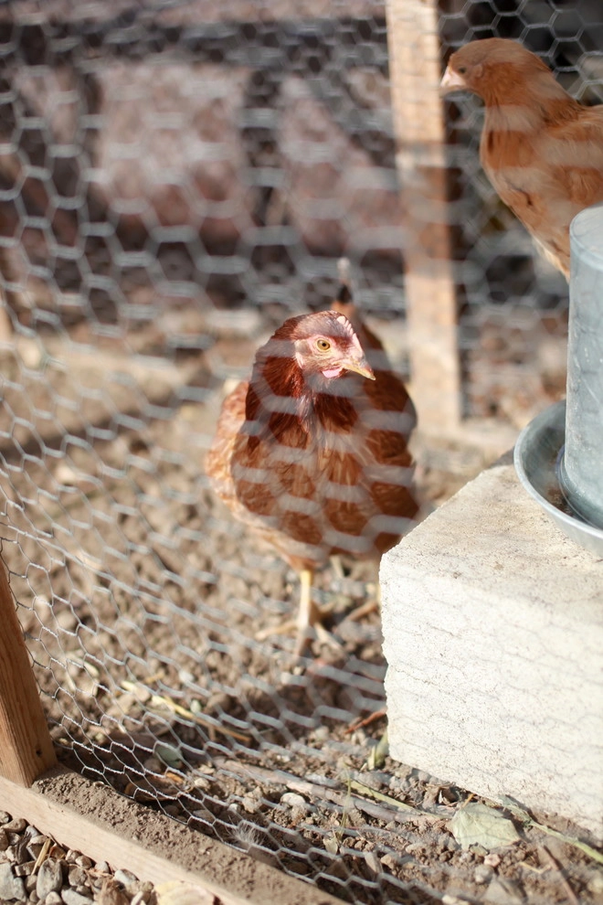 Leighton Ave Urban Farm by Alma Backyard Farms - Photo 21