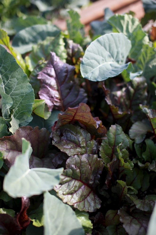 Alma Backyard Farms - Photo 14