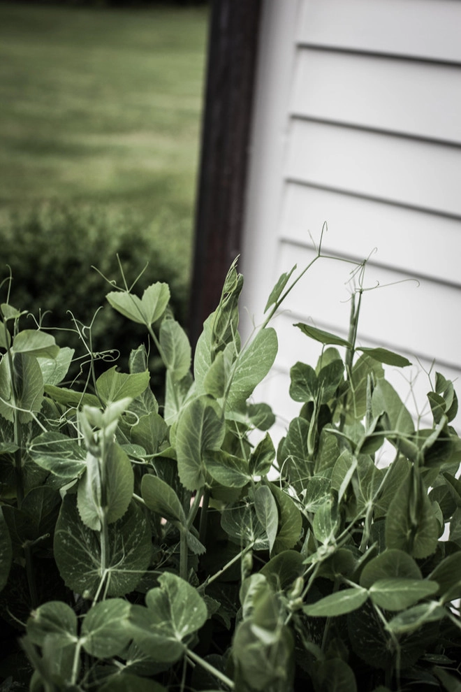 Blue Bird Hill Farm by John De Lellis Gardens - Photo 17