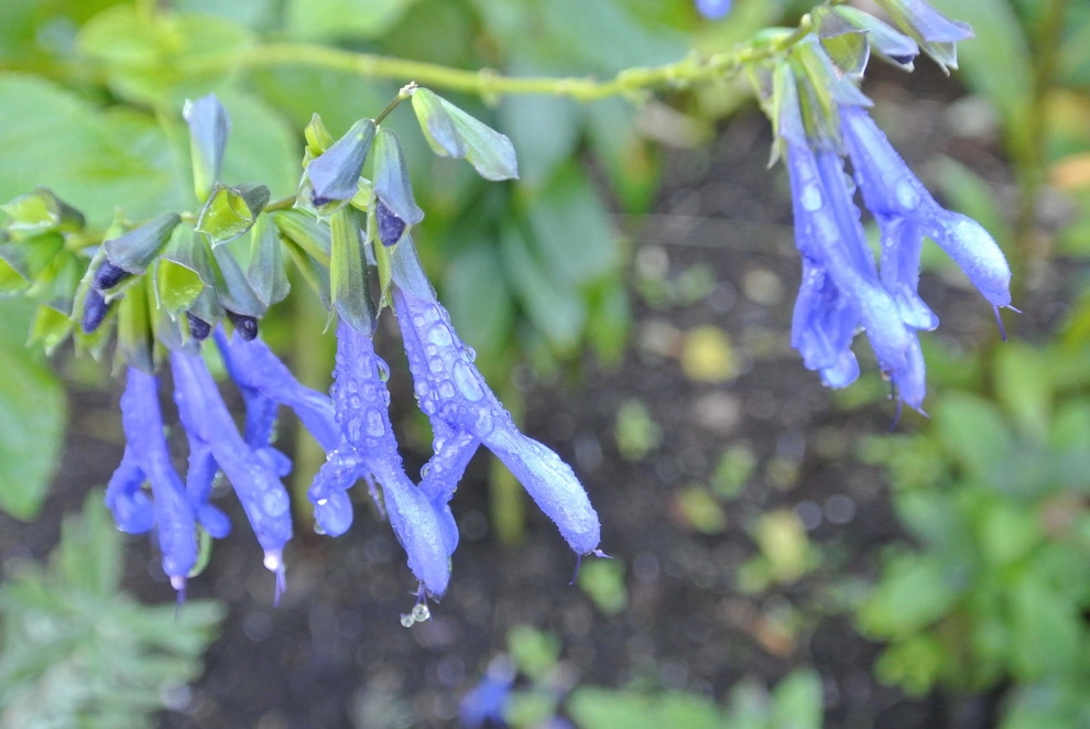 Blue Bird Hill Farm by John De Lellis Gardens - Photo 29