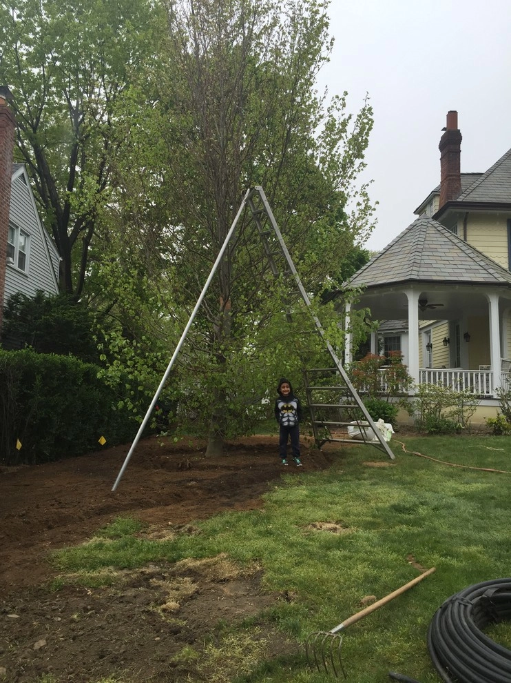 specimen beach tree planting by Joseph Bulfamante And Son Landscape Design/Build - Photo 2