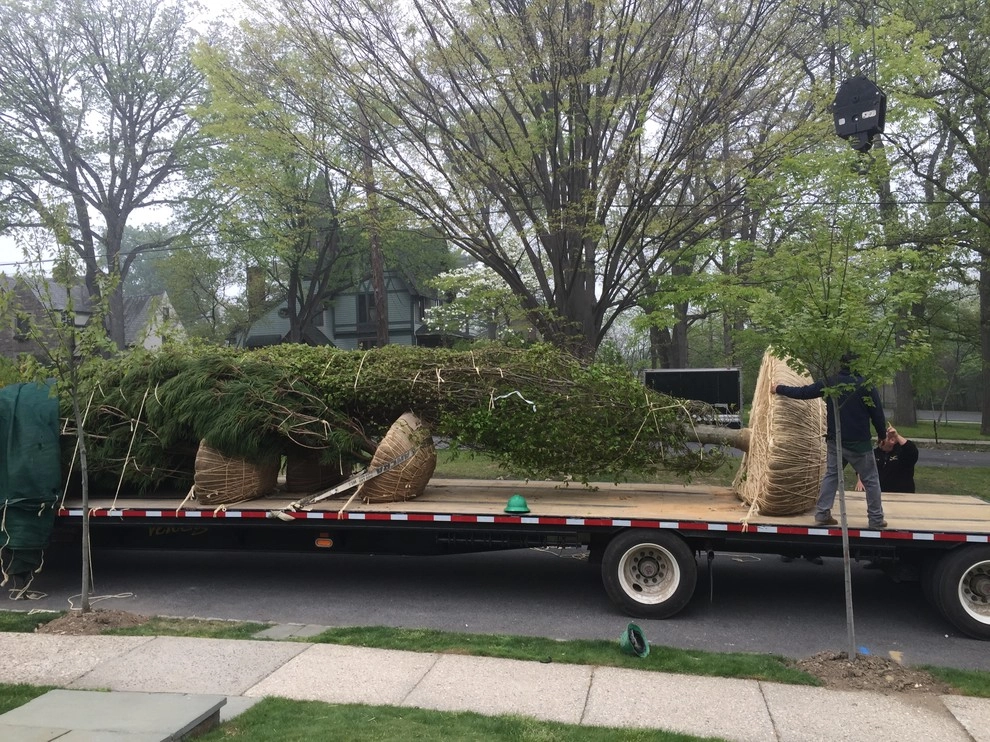 specimen beach tree planting by Joseph Bulfamante And Son Landscape Design/Build - Photo 3