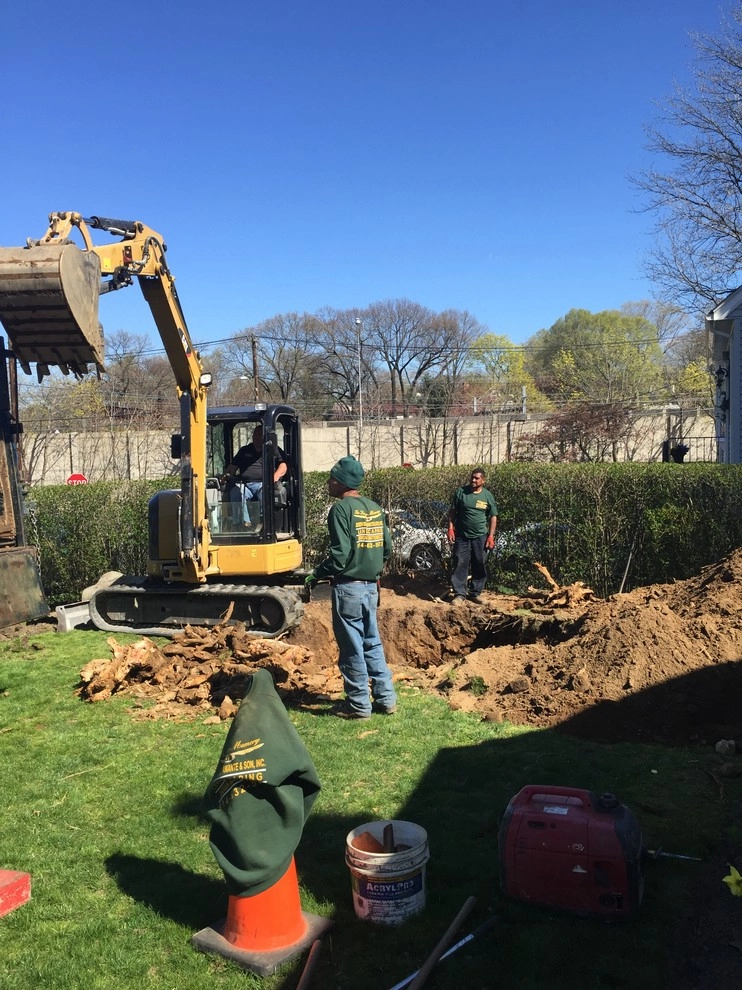 specimen beach tree planting by Joseph Bulfamante And Son Landscape Design/Build - Photo 5