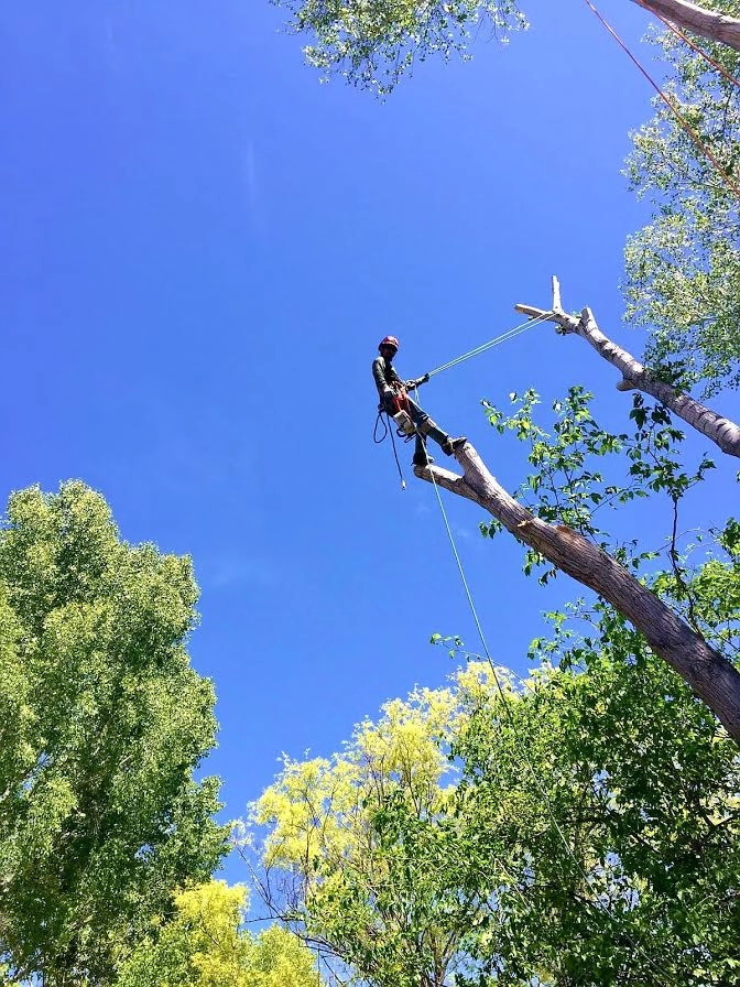 Tree Service by Joshua Tree & Landscape Co. - Photo 2