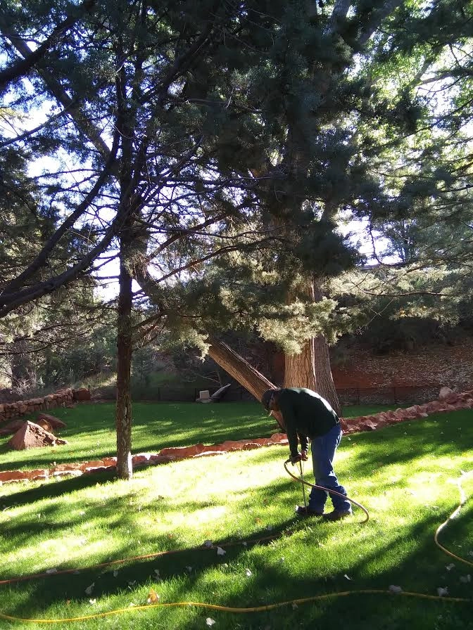Tree Service by Joshua Tree & Landscape Co. - Photo 3