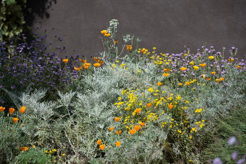 Cliff May Modern by June Scott Design - Photo 2