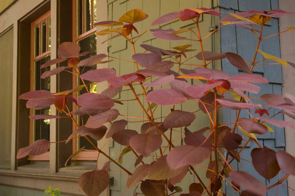 Hollywood Craftsman by June Scott Design - Photo 5