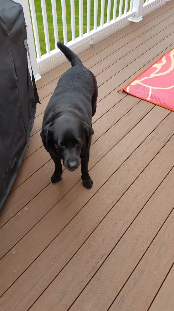 Canines Also Adore Composite Decking by Medina Exteriors & Remodeling - Photo 7