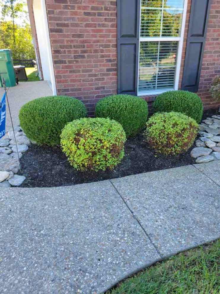 Alberto Alavez Professional Lawn Services LLC 6 by Alberto Alavez Professional Lawn Services LLC - Photo 5