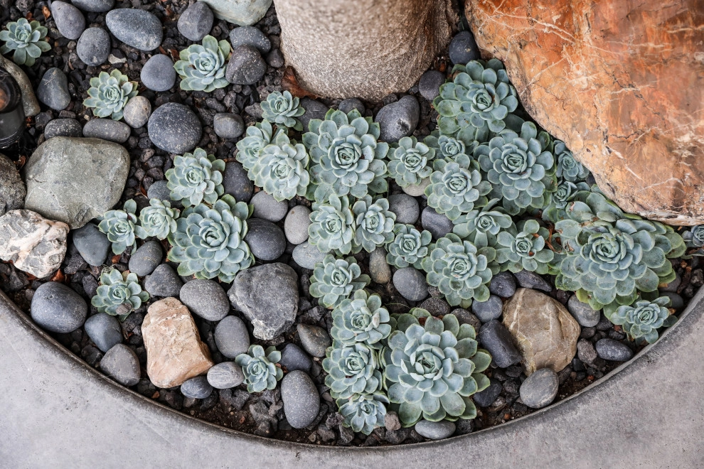 Santa Cruz Sustainable by K & D Landscaping, Inc. - Photo 14