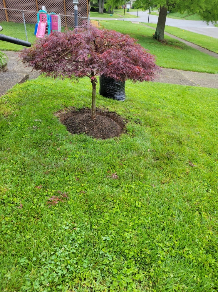 Alberto Alavez Professional Lawn Services LLC 17 by Alberto Alavez Professional Lawn Services LLC - Photo 23