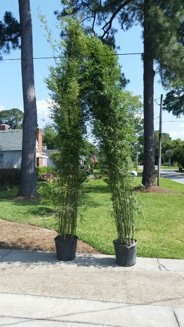 Backyard Entertaining by KAPPLE Landscape Design - Photo 22