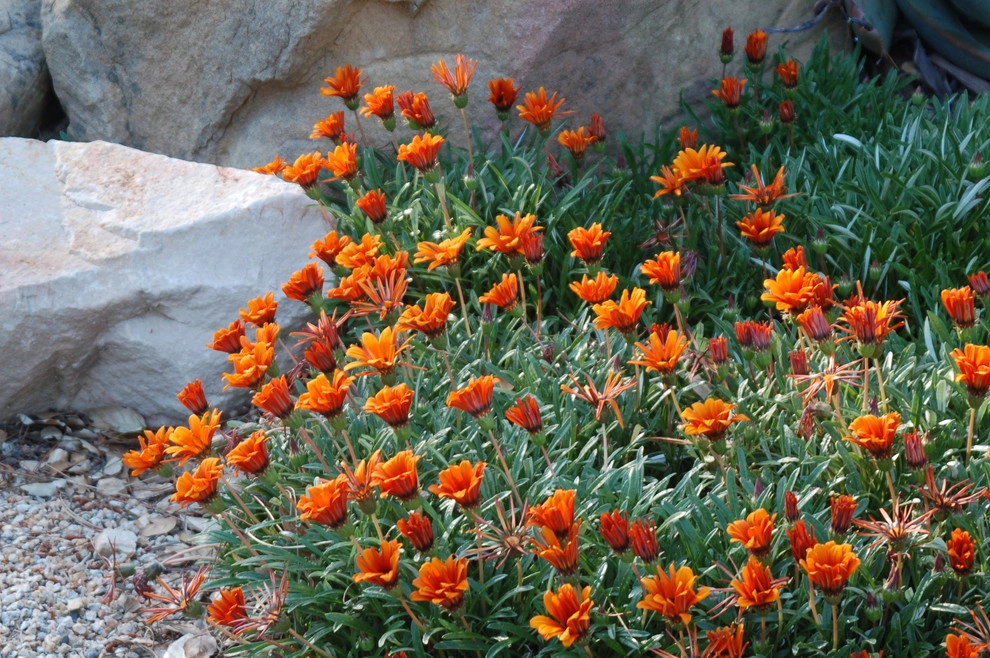California Old Hacienda Garden by Karen Aitken And Associates - Photo 7