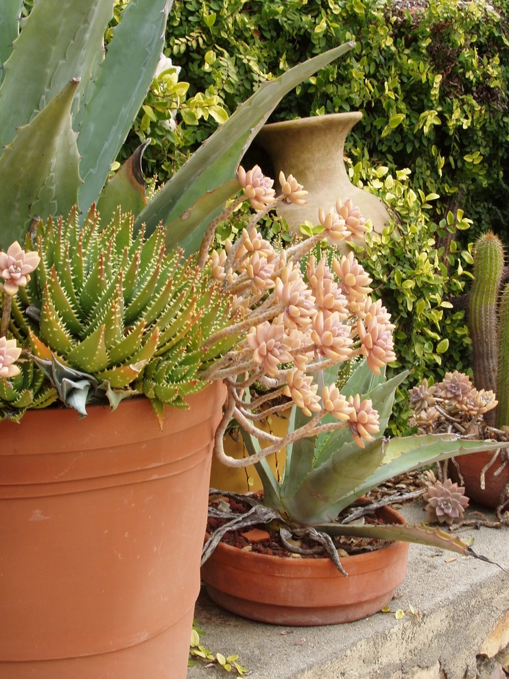 California Old Hacienda Garden by Karen Aitken And Associates - Photo 8