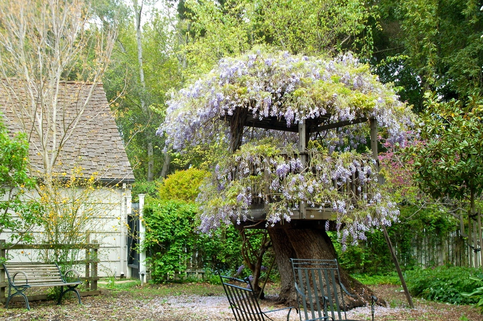 Wisteria Tree House by Karen Aitken And Associates - Photo 4