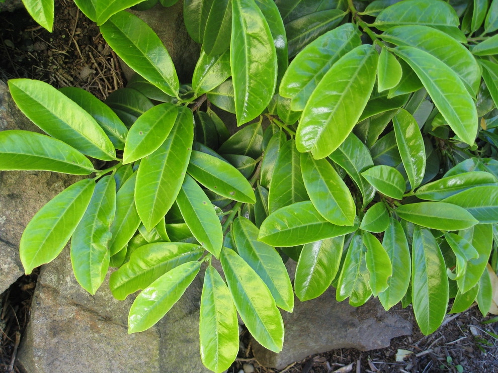 Kate Martin Design: My Favorite Groundcovers by Kate Martin Design - Photo 2