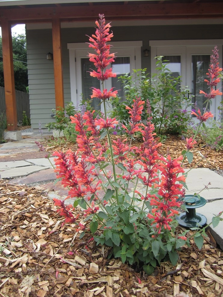 Kate Martin Design: My Favorite Perennials by Kate Martin Design - Photo 3