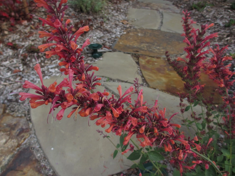Maple Leaf Landscape by Kate Martin Design - Photo 10