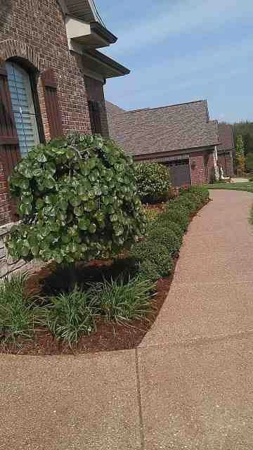 Alberto Alavez Professional Lawn Services LLC 5 by Alberto Alavez Professional Lawn Services LLC - Photo 73