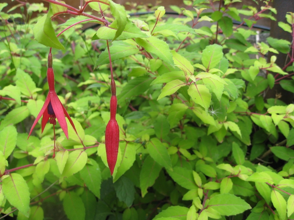 Kate Martin Design: My Favorite Perennials by Kate Martin Design - Photo 2