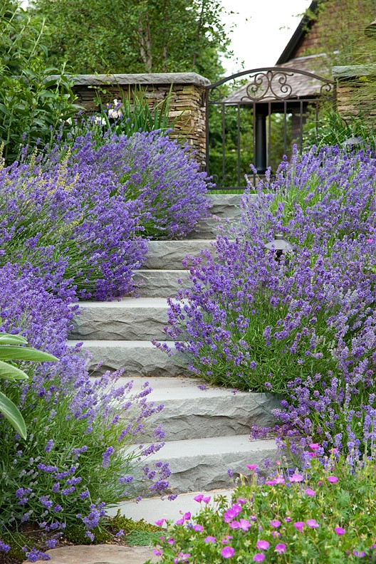 Verbena by Katherine Field And Associates - Photo 2
