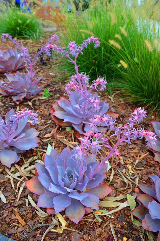 Mission Valley Lawn Removal by Kathy Henry Exterior Design - Photo 3