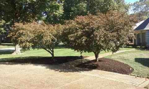 Alberto Alavez Professional Lawn Services LLC 4 by Alberto Alavez Professional Lawn Services LLC - Photo 186