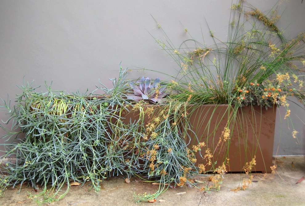 Chic Sustainable Entry Garden- Los Feliz by Ketti Kupper Conscious Life Design - Photo 9