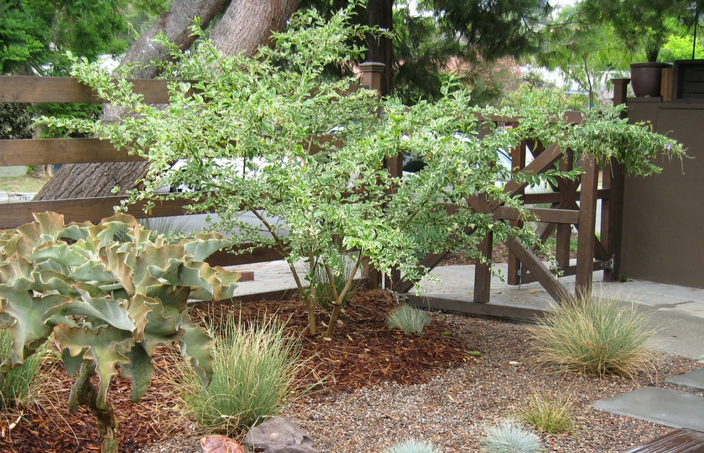 Chic Sustainable Entry Garden- Los Feliz by Ketti Kupper Conscious Life Design - Photo 3