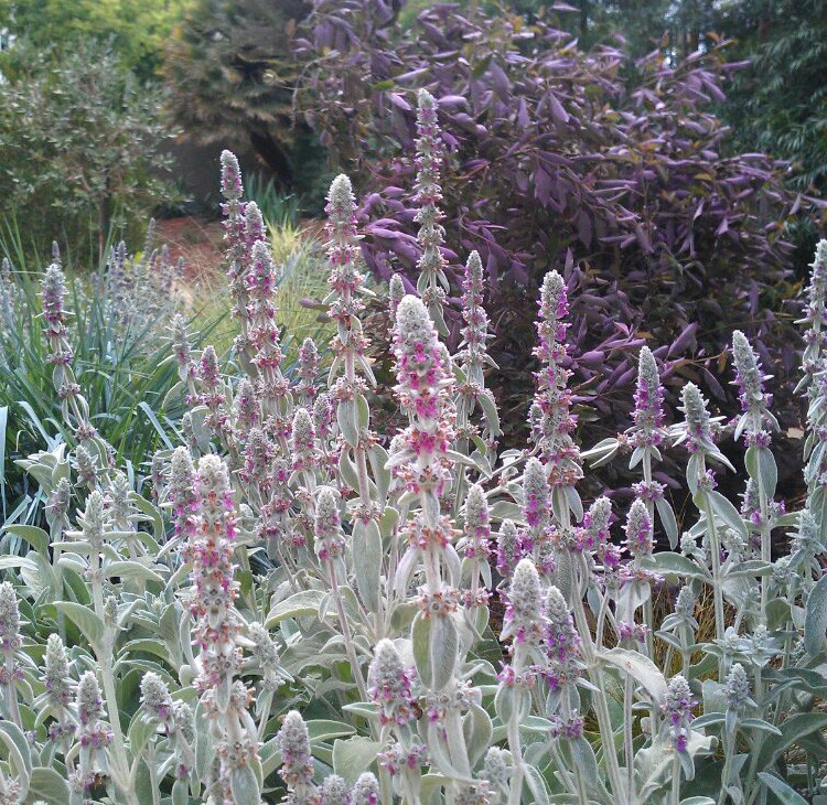 Mystical Habitat Garden by Ketti Kupper Conscious Life Design - Photo 18