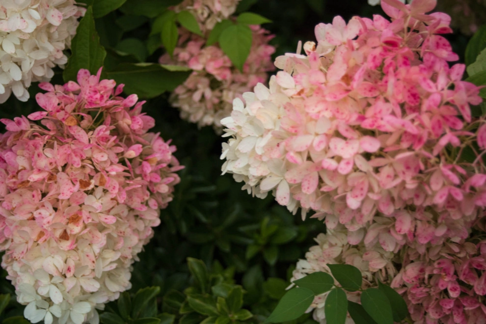 A Fox Trace by KGK Gardening & Design Corp - Photo 2