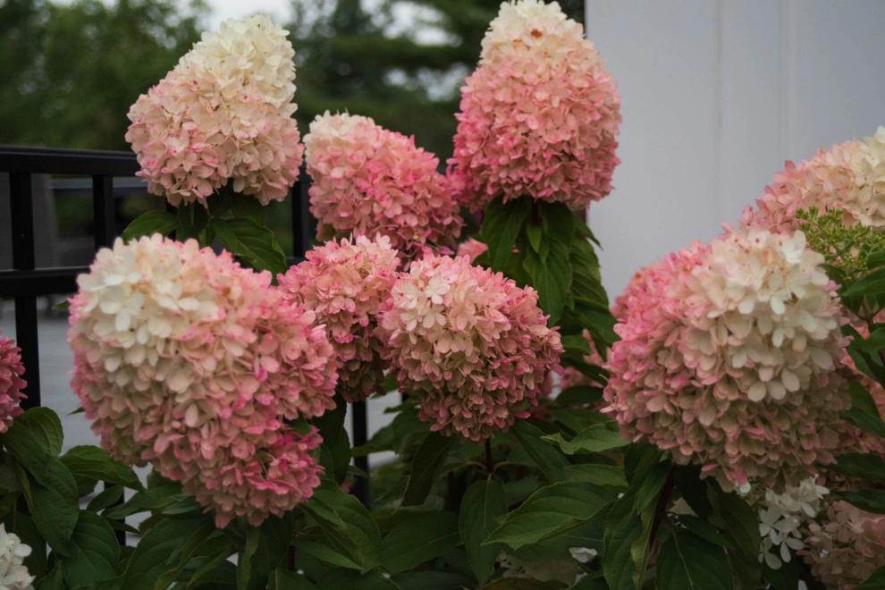A Fox Trace by KGK Gardening & Design Corp - Photo 77