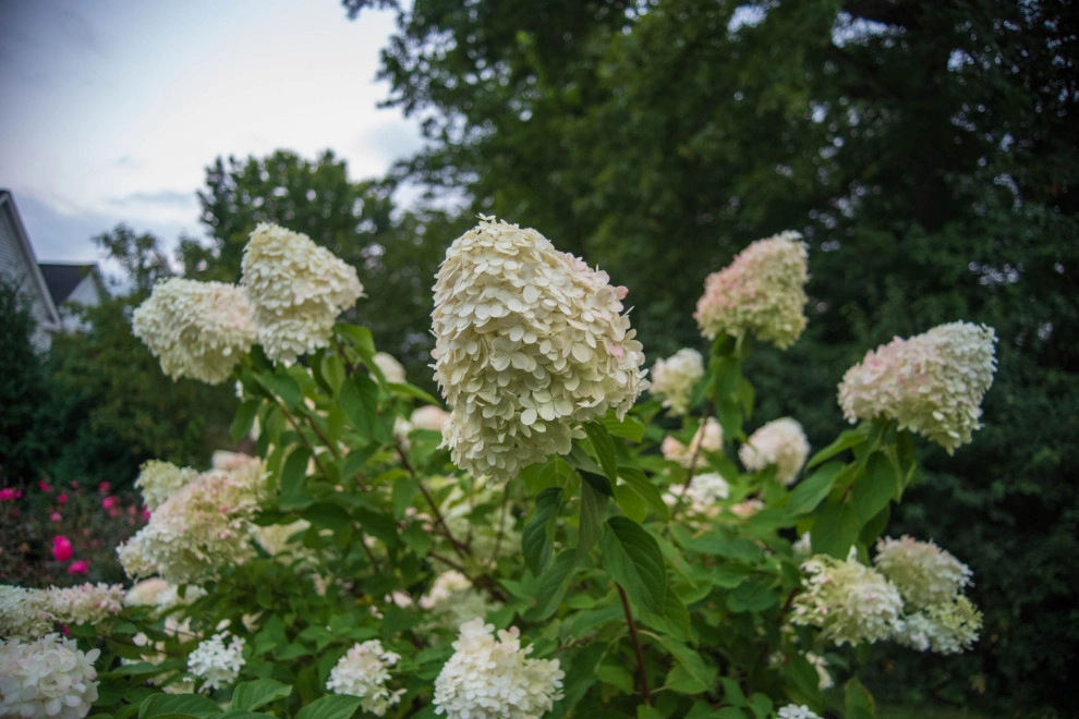 A Fox Trace by KGK Gardening & Design Corp - Photo 33