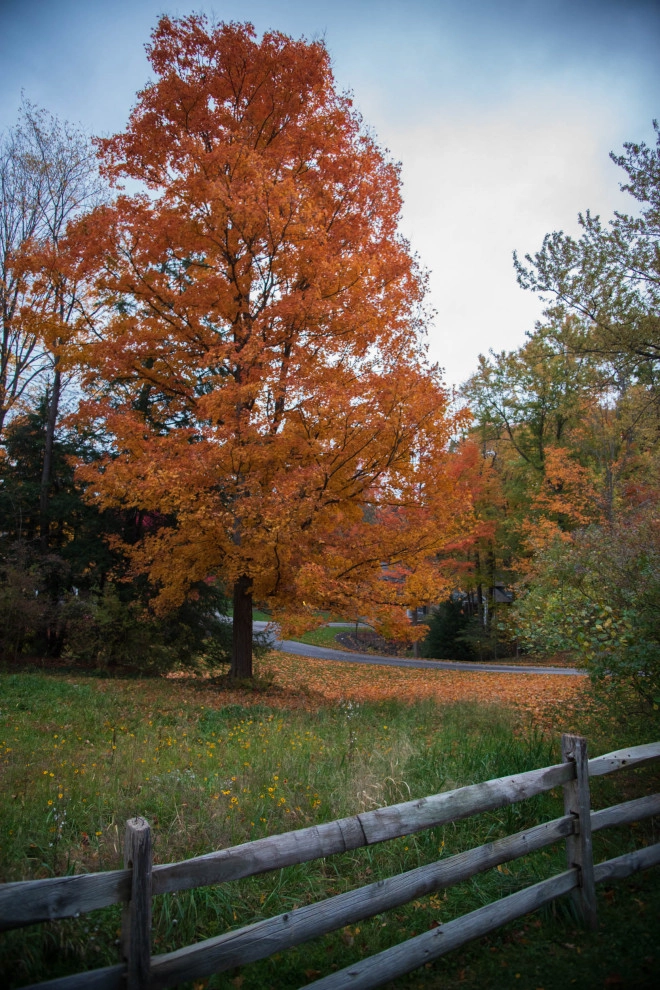 Cedar Ravine by KGK Gardening & Design Corp - Photo 24
