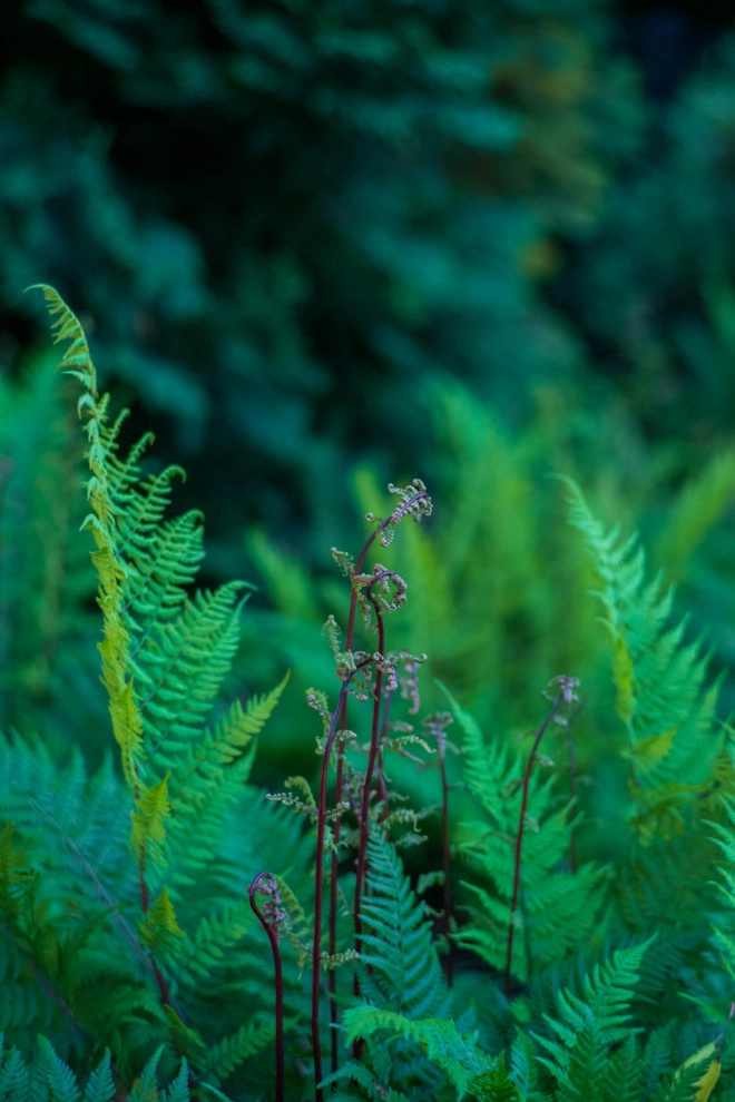A Fox Trace by KGK Gardening & Design Corp - Photo 57