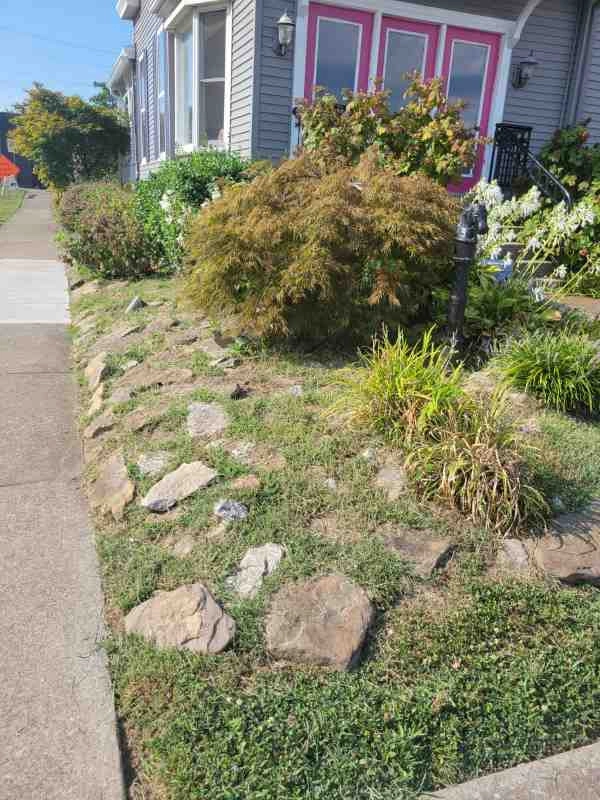 Alberto Alavez Professional Lawn Services LLC 3 by Alberto Alavez Professional Lawn Services LLC - Photo 10